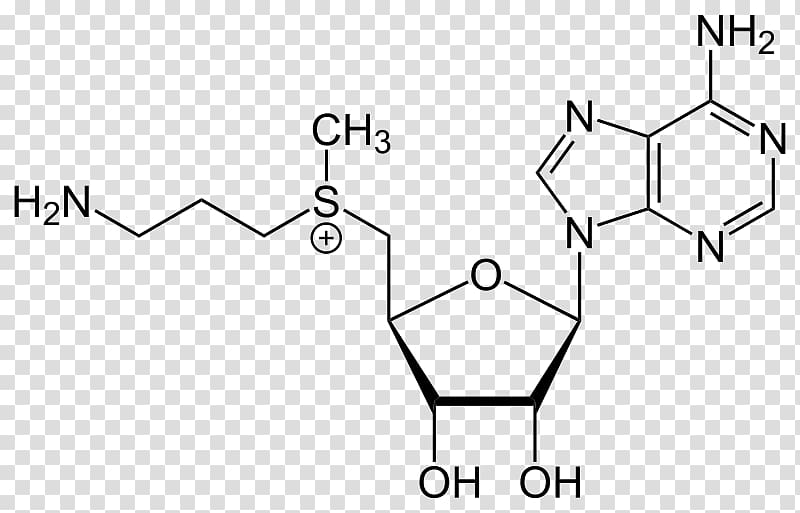 Adenosine triphosphate Guanosine triphosphate Chemistry Nucleotide, others transparent background PNG clipart