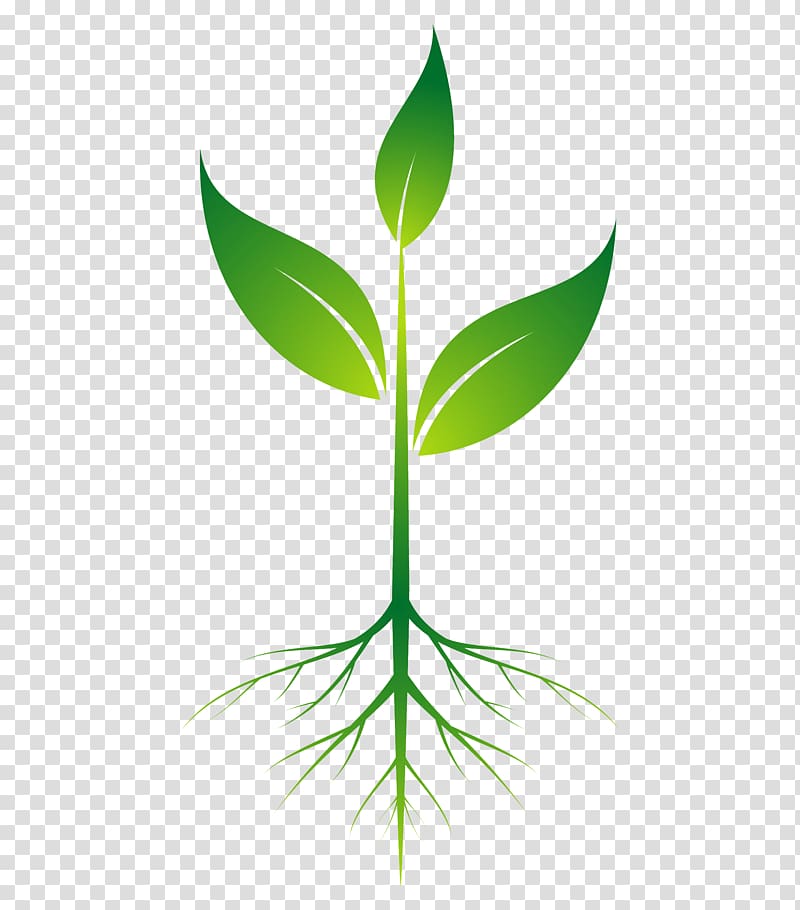green leaf plant illustration, Root Plant , root transparent background PNG clipart
