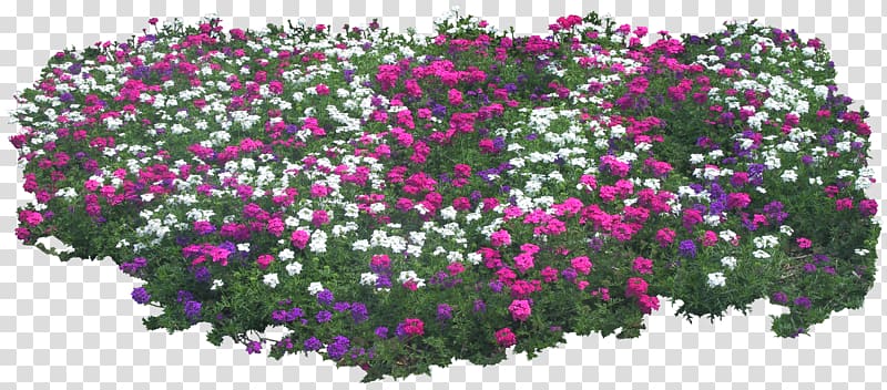 Shrub Plant Flower Tree Garden, Lace Boarder transparent background PNG clipart