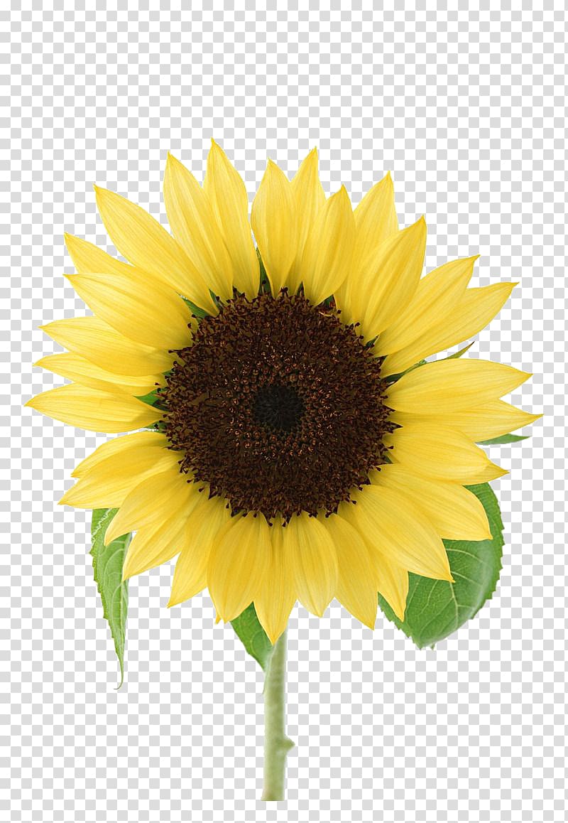 Simple Atmosphere Of Sunflowers Transparent Background Png Clipart