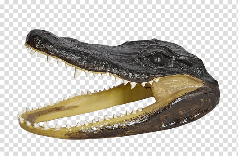 Nile crocodile Alligators Polyresin Gator Head, crocodile transparent background PNG clipart