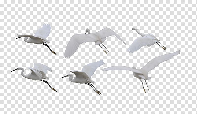 birds illustration, Siberian crane Bird Flight White-naped crane, Crane transparent background PNG clipart