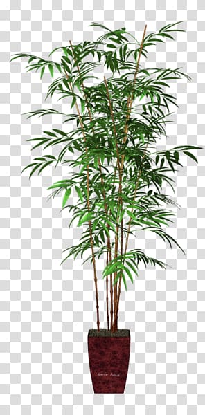 Areca palm Houseplant Flowerpot Bamboo Veitchia, bamboo transparent background PNG clipart