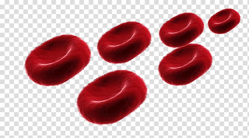 Red blood cell Alveolar cells Pulmonary alveolus, immune system transparent background PNG clipart
