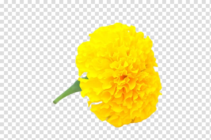 Mexican marigold Flower Yellow Calendula officinalis Chrysanthemum, Yellow handle with marigold transparent background PNG clipart