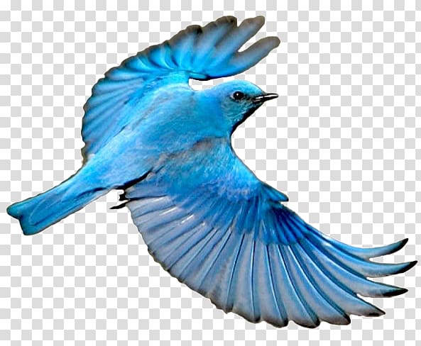 Blue jay Mountain bluebird Wing, Bird transparent background PNG clipart