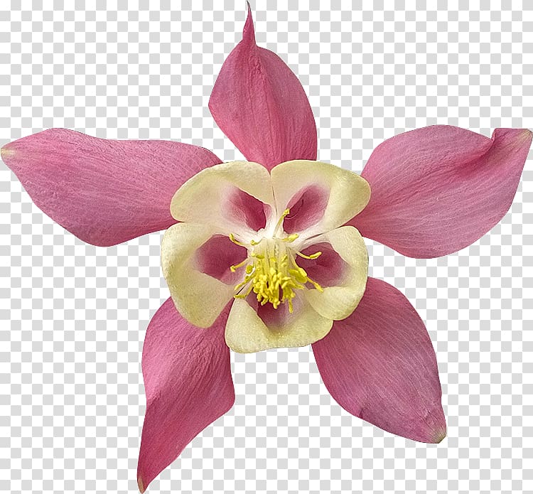 Clipping path Flower , preferential information transparent background PNG clipart