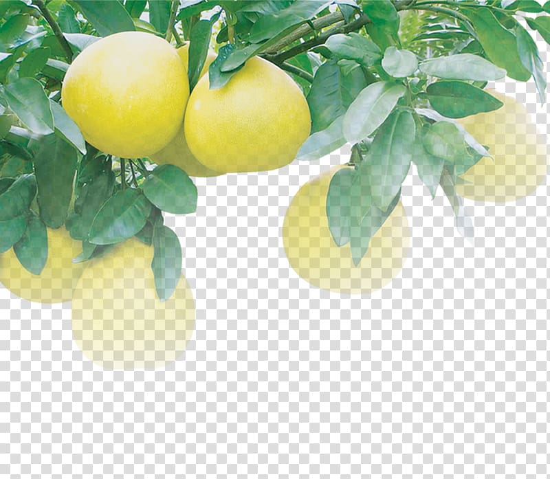 Lemon Pomelo Juice Grapefruit Citron, Grapefruit tree grapefruit citrus fruit pomelo grapefruit red grapefruit transparent background PNG clipart