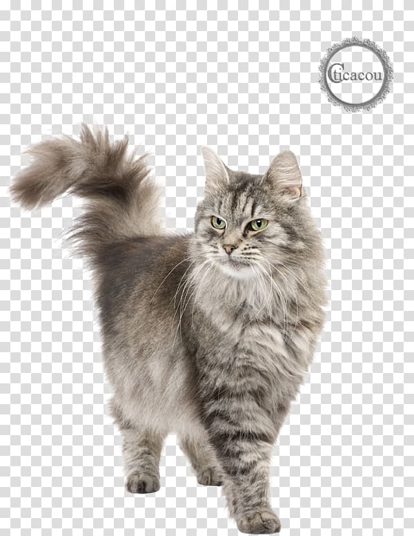 Siberian cat Persian cat Javanese cat Burmese cat Siamese cat, Dog transparent background PNG clipart