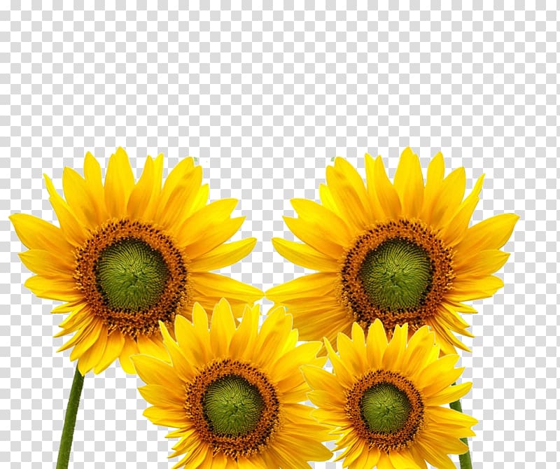 Common sunflower Yellow Cartoon Icon, A plurality of yellow sunflower cartoon transparent background PNG clipart