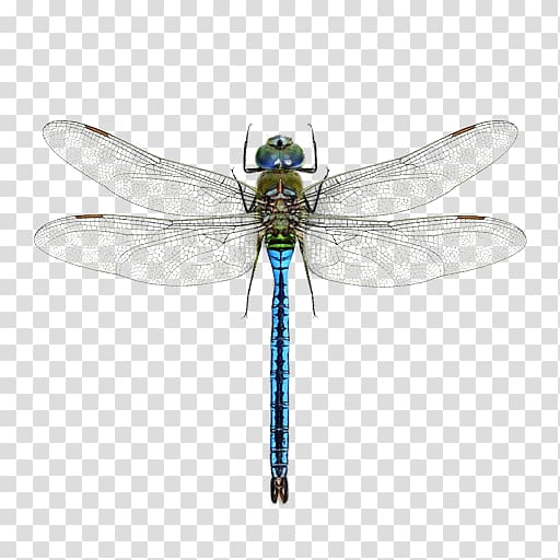 A Dragonfly? Mosquito Pterygota Halloween pennant, dragonfly transparent background PNG clipart