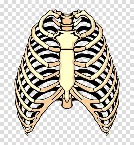 ribs clip art