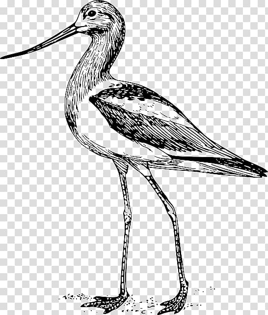 Bird Drawing Beak CATALYST Magazine, Bird transparent background PNG clipart
