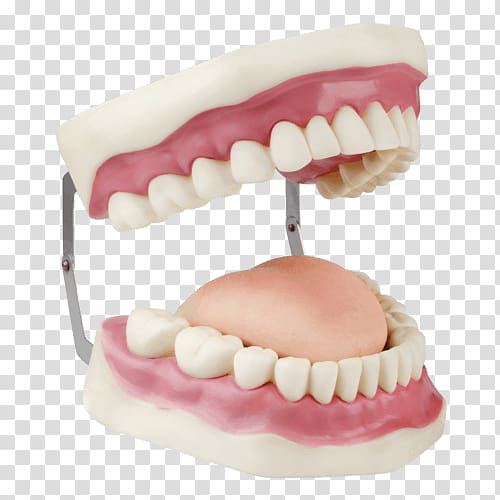 Dentures Dentistry Dental instruments Human tooth Dental implant, others transparent background PNG clipart