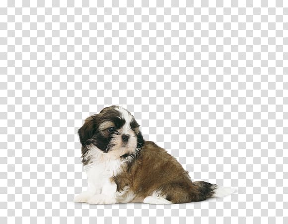 Cavachon Shih Tzu Puppy Tibetan Terrier Havanese dog, shih tzu transparent background PNG clipart