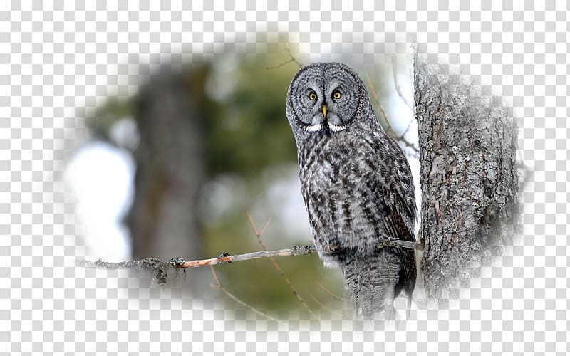 Great Grey Owl Beak Great Horned Owl Wildlife, owl transparent background PNG clipart