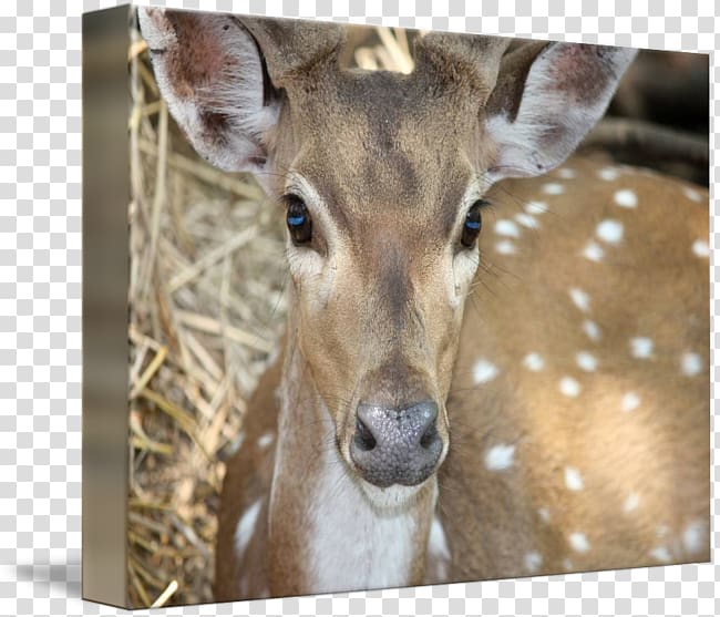 White-tailed deer Deer hunting Chital, deer transparent background PNG clipart