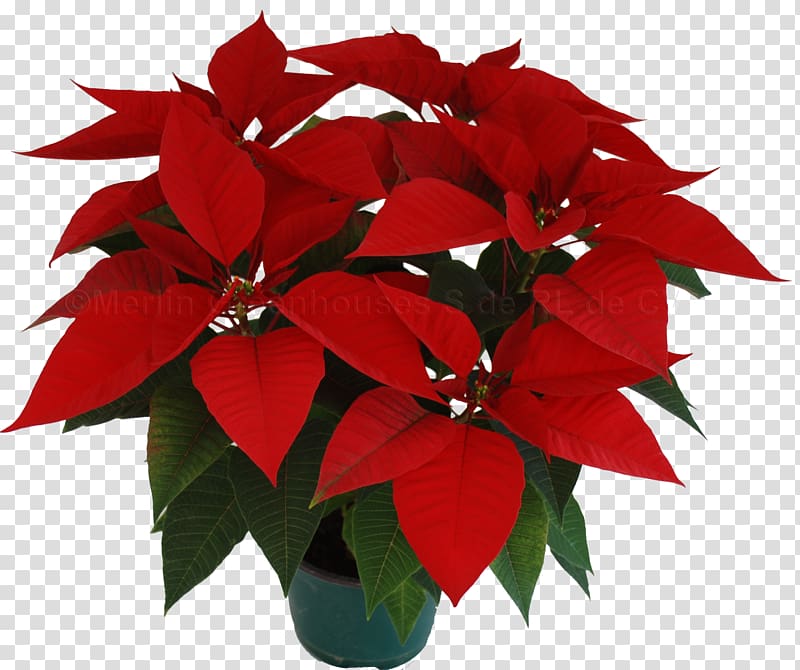 Poinsettia Christmas Eve Flower Bract, christmas transparent background PNG clipart