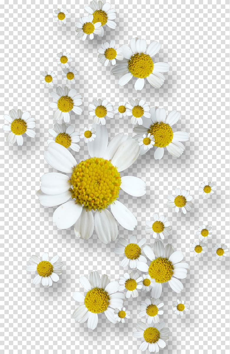 Flower, camomile transparent background PNG clipart