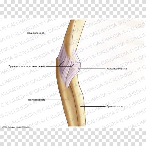 Thumb Human leg Bone Elbow Hip, arm transparent background PNG clipart