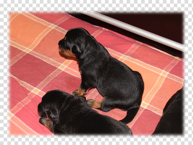 Rottweiler Puppy Polish Hunting Dog Dog breed Hovawart, puppy transparent background PNG clipart