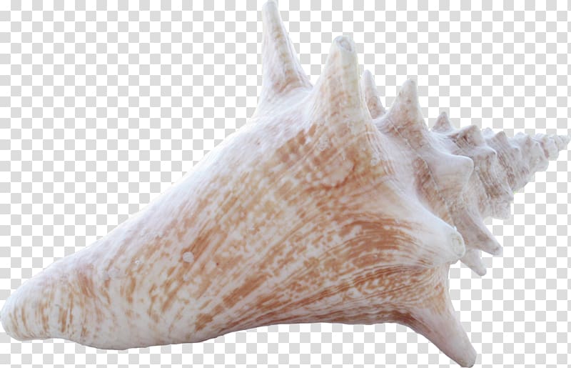 Conch Sea snail Seashell, Common white conch transparent background PNG clipart