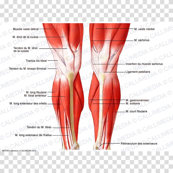 Knee Muscle Human body Anatomy Tendon, muscular System transparent background PNG clipart
