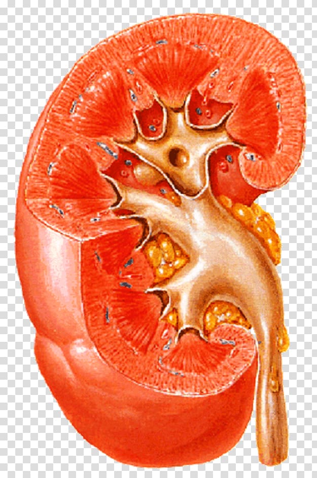 Kidney disease Ureter Nephrology Renal cortex, transparent background PNG clipart