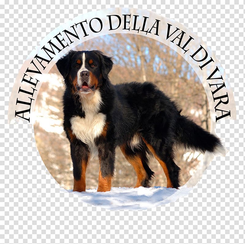Bernese Mountain Dog Dog breed Greater Swiss Mountain Dog Entlebucher Mountain Dog Cane Corso, puppy transparent background PNG clipart