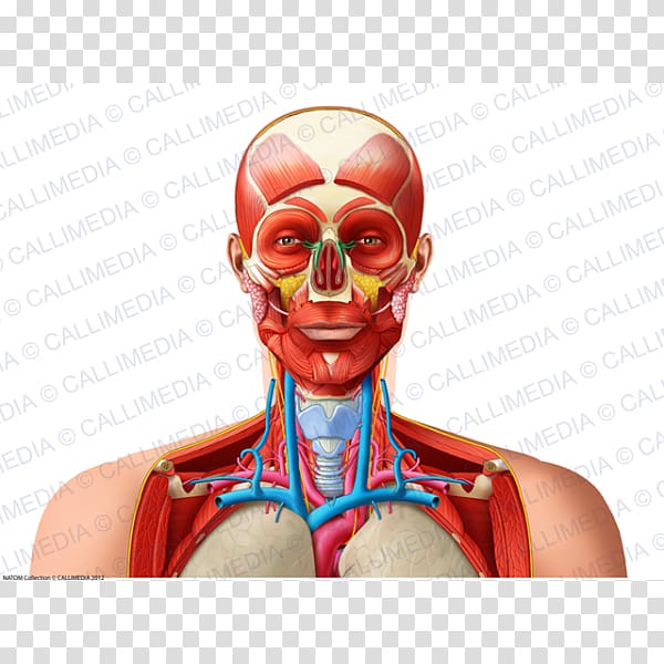 Muscle Shoulder Neck Organ Head, Head and neck transparent background PNG clipart