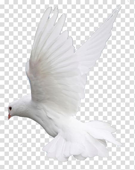 white pigeon, Columbidae Bird Flight , Fly, Flying, Dove, Wedding transparent background PNG clipart