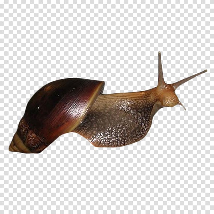 Snail Escargot Seashell Caracol, Snail shell transparent background PNG clipart