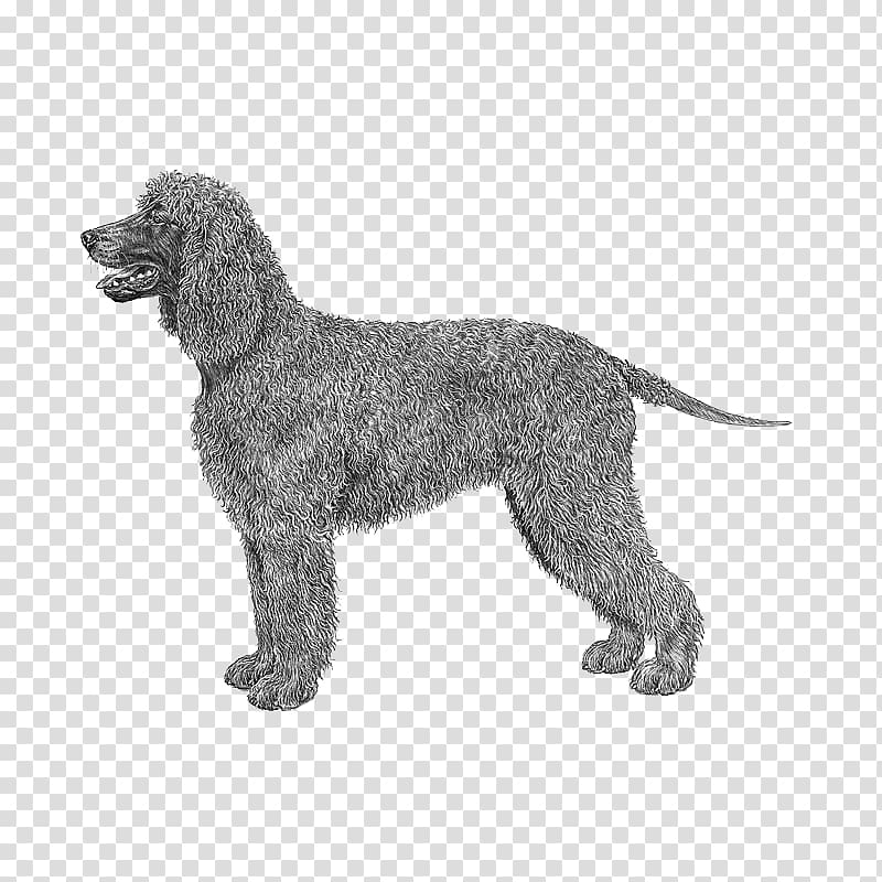 Irish Water Spaniel American Water Spaniel Boykin Spaniel Curly-coated retriever Portuguese Water Dog, others transparent background PNG clipart