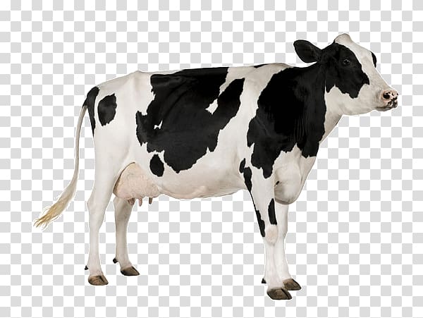 Portable Network Graphics Live Beef cattle Dairy cattle Animal, cow transparent background PNG clipart