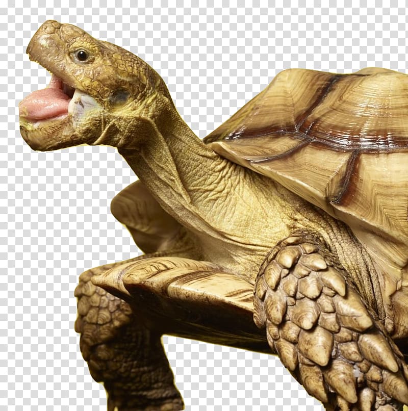 Tortoises and box turtles Tortoises and box turtles Central World Turtle Day, turtle transparent background PNG clipart