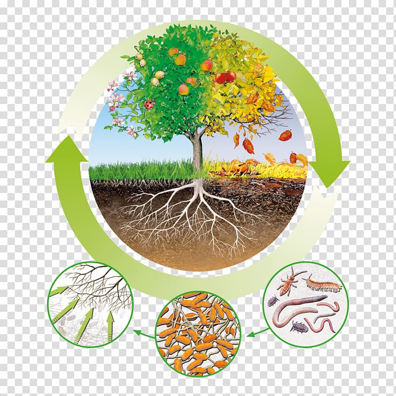 Fertilisers Humus Nutrient Circular economy Organic matter, Balkon transparent background PNG clipart