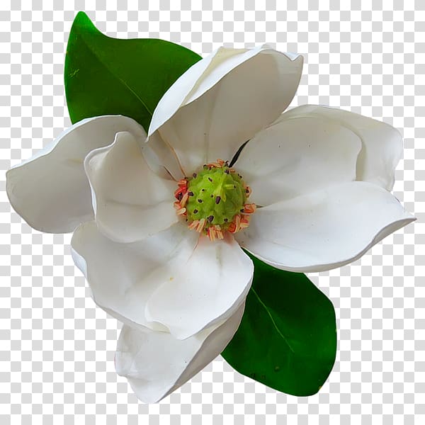 Southern magnolia Magnolia family Flower Magnolia delavayi , flower transparent background PNG clipart