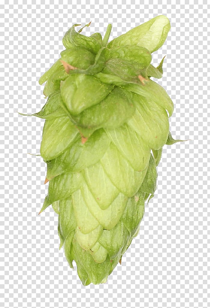 Common hop Zhuhai Sidanna Trading Co.,Ltd. Hops Chinook United Kingdom, hops transparent background PNG clipart