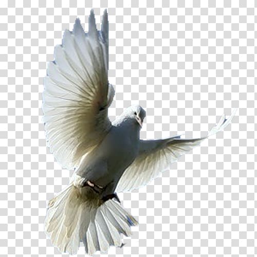 Fantail pigeon Columbidae Bird Fancy pigeon, Pigeon transparent background PNG clipart