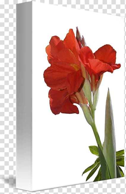 Amaryllis Jersey lily Cut flowers Canna Belladonna, blooming lilies transparent background PNG clipart