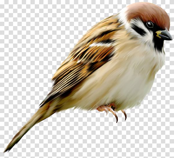 House Sparrow Bird Eurasian tree sparrow Parrot-billed sparrow, Bird transparent background PNG clipart
