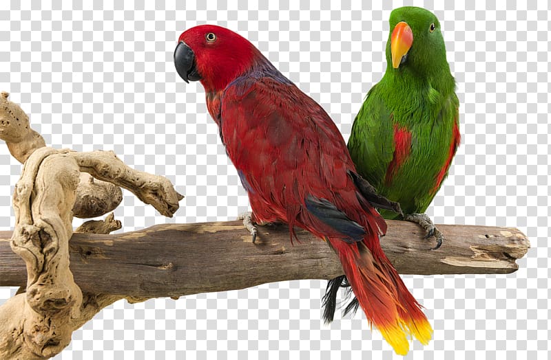 Parrot Budgerigar Lovebird Parakeet, parrot transparent background PNG clipart