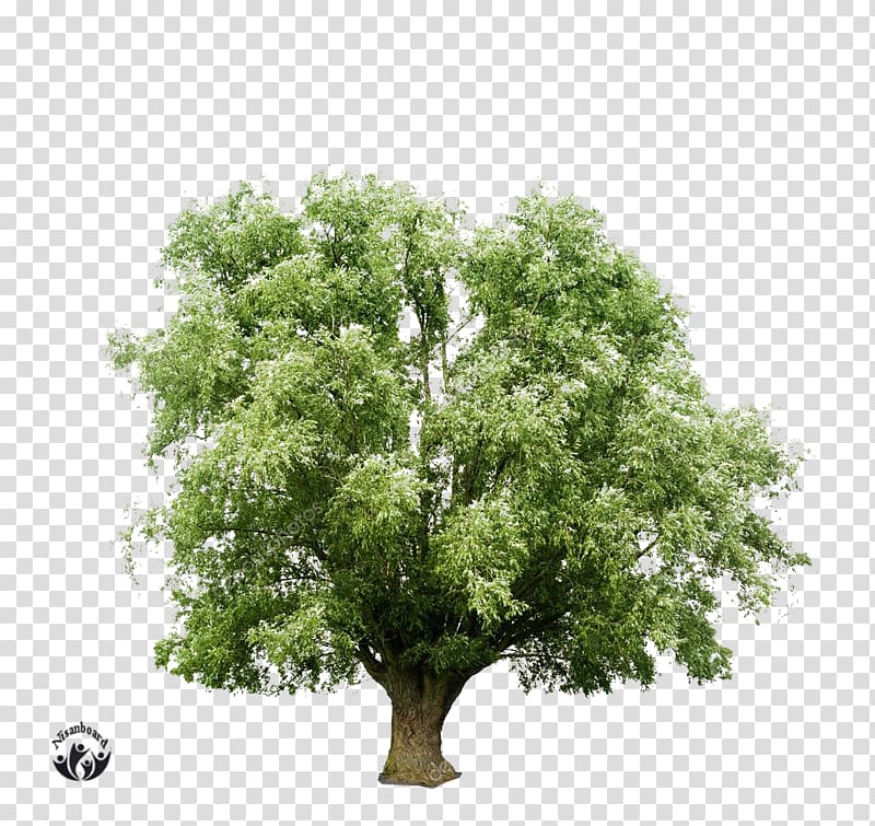 Sugar maple Fruit tree Wood , tree transparent background PNG clipart