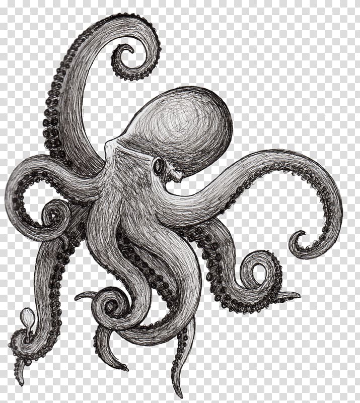 Octopus Drawing Squid Kraken Cephalopod, aquatic transparent background PNG clipart