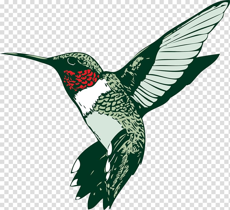 Broad-tailed hummingbird Ruby-throated hummingbird , Hummingbird Graphics transparent background PNG clipart