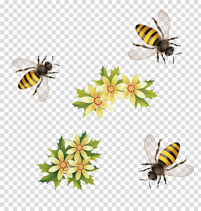 three honeybees , Honey bee, Honey bees transparent background PNG clipart