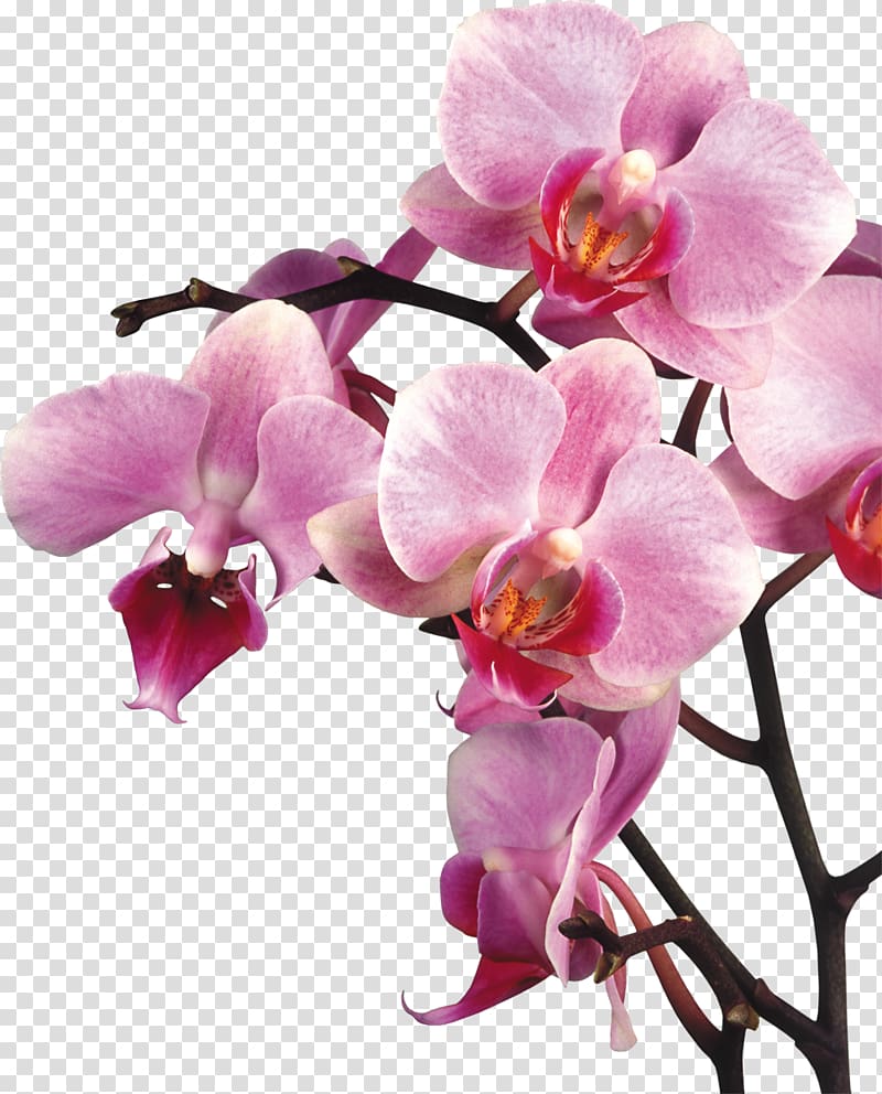 Orchids Desktop Microsoft Powerpoint Thai Transparent