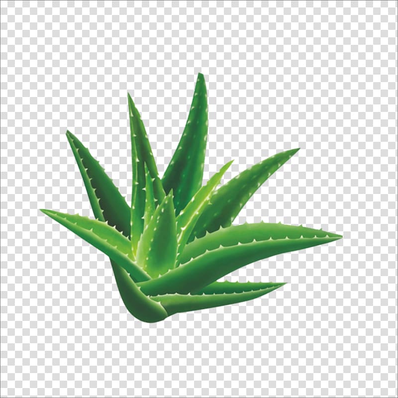 green aloe vera, Aloe Vera Cosmetics Australia Plant, Aloe transparent background PNG clipart