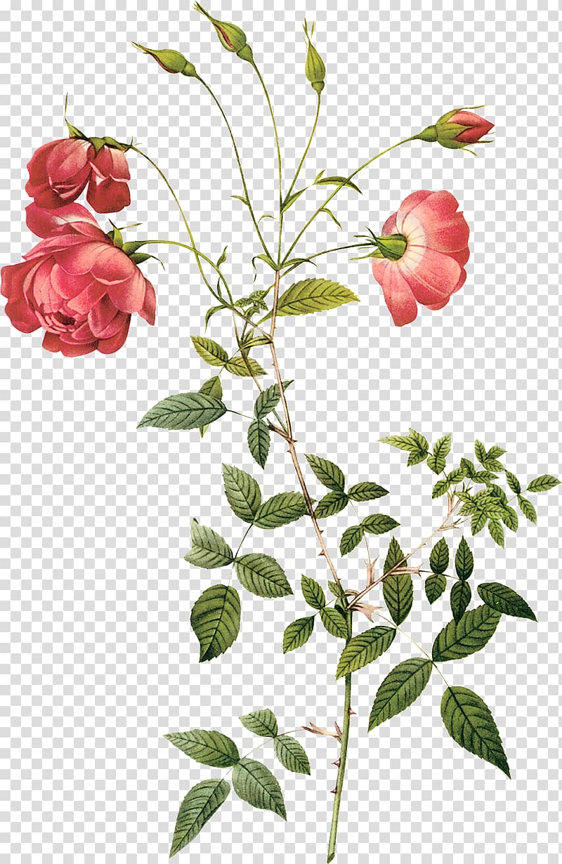 four red flowers , Cabbage rose Pierre-Joseph Redouté (1759-1840) Hybrid tea rose Botany Botanical illustration, painting transparent background PNG clipart