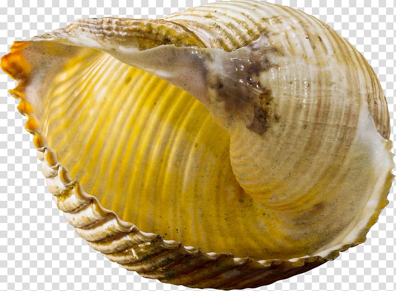 Seashell Gastropod shell Snail Conch, Conch free transparent background PNG clipart